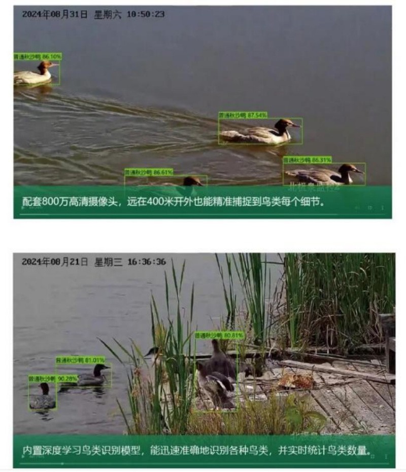 Bird Identification and Monitoring System